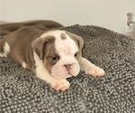 Small Photo #7 English Bulldog Puppy For Sale in CLARKSVILLE, TN, USA