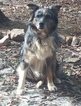 Small Photo #1 Australian Shepherd Puppy For Sale in HENRY, VA, USA
