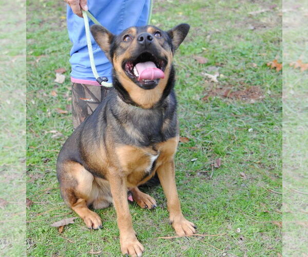 Medium Photo #3 Mutt Puppy For Sale in Anniston, AL, USA