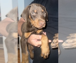 Doberman Pinscher Puppy for sale in CHATSWORTH, GA, USA