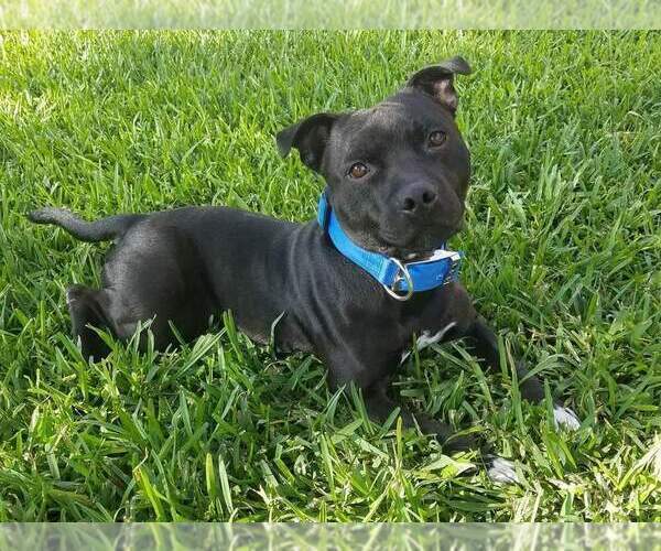Medium Photo #6 Staffordshire Bull Terrier Puppy For Sale in HOUSTON, TX, USA