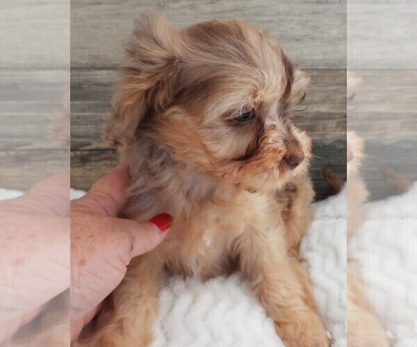 Medium Photo #6 Cavapoo Puppy For Sale in CARLISLE, KY, USA