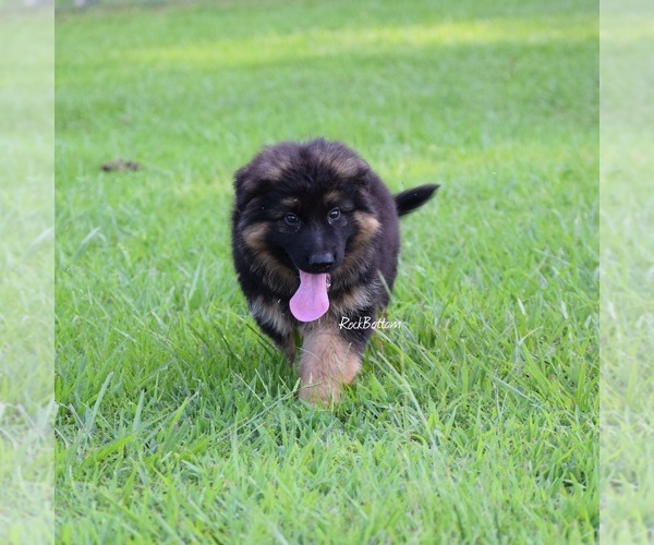 Medium Photo #5 German Shepherd Dog Puppy For Sale in MORRILTON, AR, USA