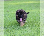 Small #4 German Shepherd Dog
