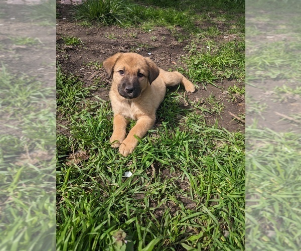 Medium Photo #5 Akita-German Shepherd Dog Mix Puppy For Sale in GRANTS PASS, OR, USA