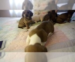 Small Photo #10 Dachshund Puppy For Sale in GARDEN GROVE, CA, USA