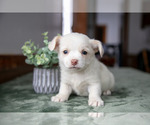 Puppy 3 Chihuahua