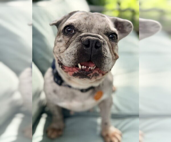 Medium Photo #4 French Bulldog Puppy For Sale in St. Louis Park, MN, USA