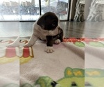 Small Photo #3 English Bulldog Puppy For Sale in SPRING HILL, FL, USA