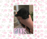 Puppy Puppy 11 German Shorthaired Weimaraner