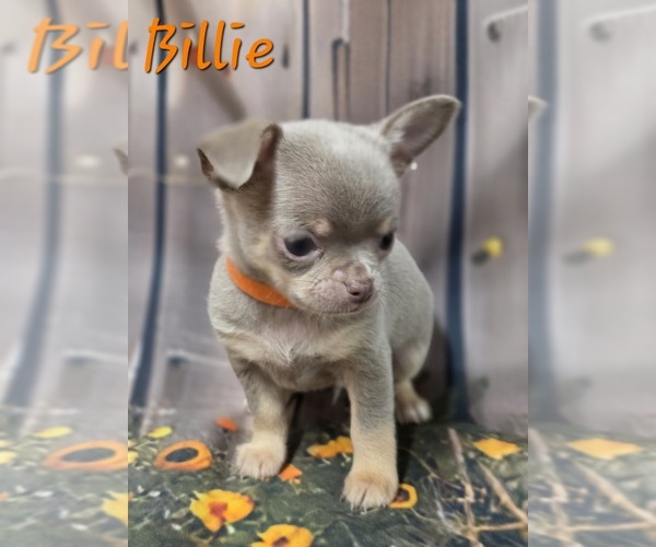 Medium Photo #6 Chihuahua Puppy For Sale in HOMERVILLE, GA, USA