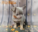 Small #5 Chihuahua