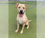 Small Labrador Retriever Mix