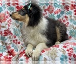 Small Photo #4 Collie Puppy For Sale in LAKELAND, FL, USA