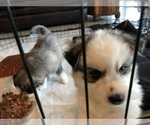 Small Photo #3 Pomsky Puppy For Sale in PANAMA CITY, FL, USA