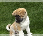Small Photo #12 Akita Puppy For Sale in ROLLA, MO, USA