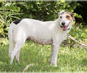 Beagle-Unknown Mix Dogs for adoption in Royal Palm Beach, FL, USA