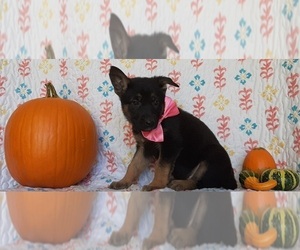 German Shepherd Dog Puppy for sale in LANCASTER, PA, USA