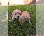Small #1 Golden Retriever
