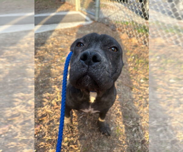 Medium Photo #2 Mutt Puppy For Sale in Tarboro, NC, USA