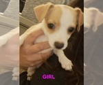 Puppy Lady Chiweenie-Shih Tzu Mix