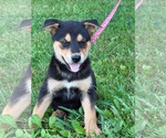Small #6 Doberman Pinscher-German Shepherd Dog Mix