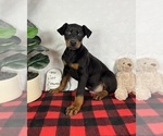 Small #2 Doberman Pinscher