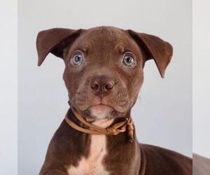 American Pit Bull Terrier-Unknown Mix Dogs for adoption in Sheridan, CO, USA