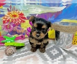 Small #2 Yorkshire Terrier