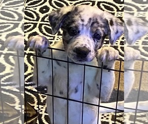Texas Heeler Dog for Adoption in HURON, Tennessee USA