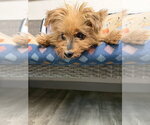 Small #3 Maltese Mix