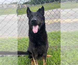 German Shepherd Dog Dogs for adoption in Rosenberg, TX, USA