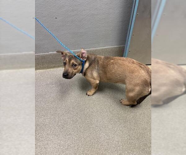 Medium Photo #1 Chihuahua-Unknown Mix Puppy For Sale in Las Vegas, NV, USA