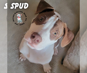 Spud - Male Staffordshire Bull Terrier-Unknown Mix Dog for Adoption - Photo #2