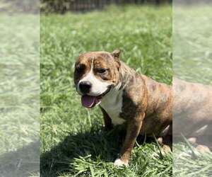 American Pit Bull Terrier-Unknown Mix Dogs for adoption in Rowlett, TX, USA