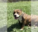 Small American Pit Bull Terrier Mix