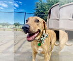 Small Labrador Retriever Mix