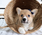 Small Photo #3 Pembroke Welsh Corgi Puppy For Sale in HONEY BROOK, PA, USA