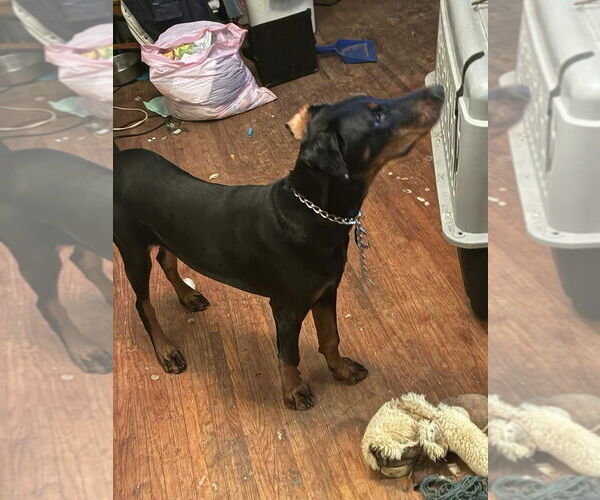 Medium Photo #3 Doberman Pinscher Puppy For Sale in Buffalo, MN, USA