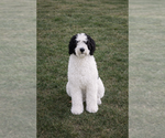 Small Photo #1 Bernedoodle (Miniature) Puppy For Sale in GEORGETOWN, SC, USA