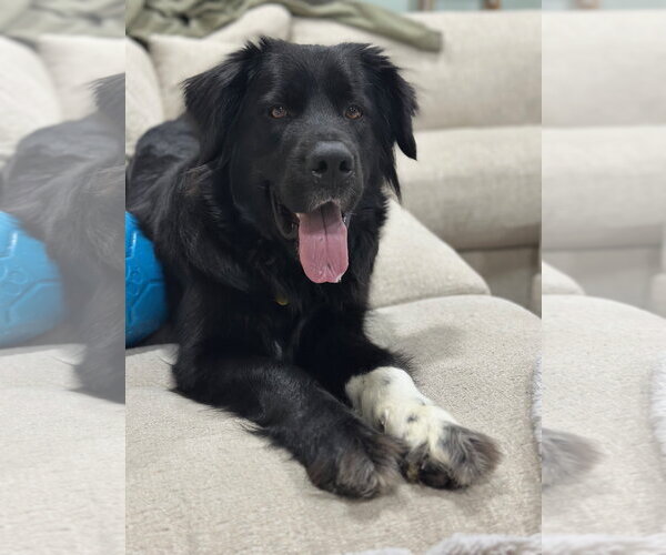 Medium Photo #7 Great Pyrenees-Unknown Mix Puppy For Sale in Sandy, UT, USA
