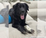 Small #6 Great Pyrenees Mix