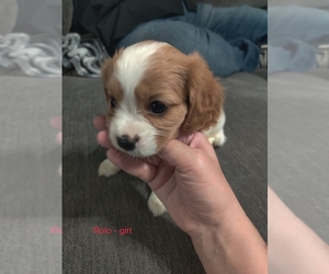 Cavalier King Charles Spaniel Puppy for sale in LOUISVILLE, KY, USA