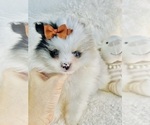 Small #1 Pomeranian