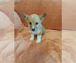 Small #4 Pembroke Welsh Corgi