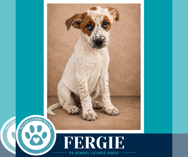 Medium Photo #2 Mutt Puppy For Sale in Kimberton, PA, USA