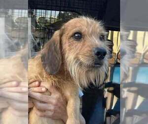 Mutt Dogs for adoption in New York, NY, USA