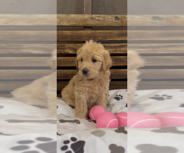 Medium Photo #25 Goldendoodle Puppy For Sale in MERCED, CA, USA