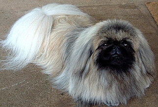 Father of the Pekingese puppies born on 10/13/2017