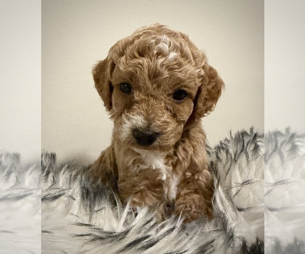 Medium Photo #4 Poodle (Miniature) Puppy For Sale in WALDORF, MD, USA